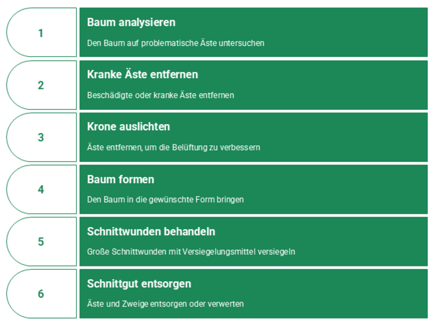 6 Schritte einen Baum zurück zu schneiden